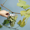 Ножиці для саду Victorinox Flower and Grape Gatherer 6.5009